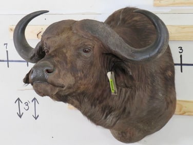 Nice Cape Buffalo Sh Mt w/Approx 36"Spread TAXIDERMY