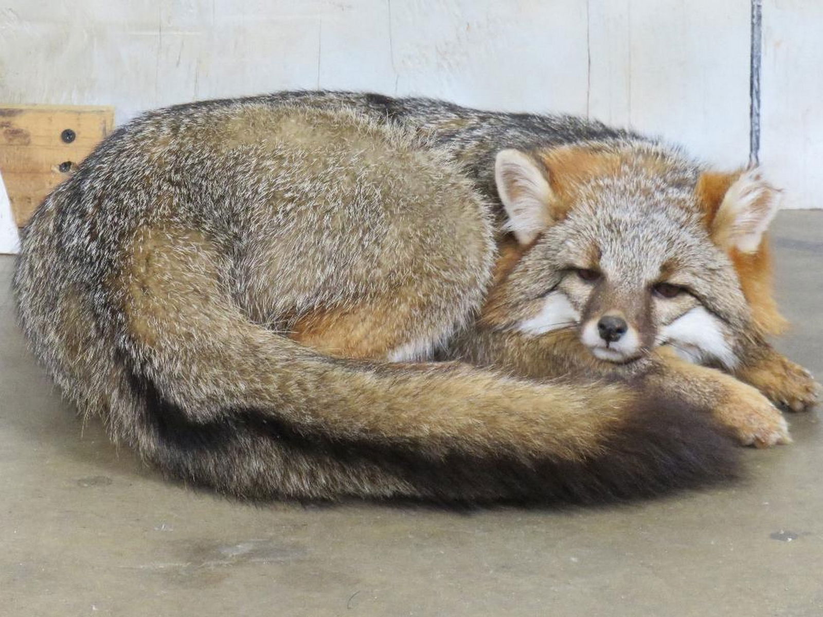 Lifesize Laying Grey Fox TAXIDERMY (1 of 8)