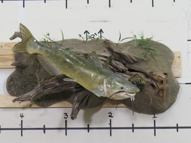 Nice XL Repro Catfish on Realistic Scene w/Natural Wood TAXIDERMY