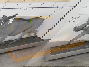 Lifesize Warthog on Base w/Wheels TAXIDERMY