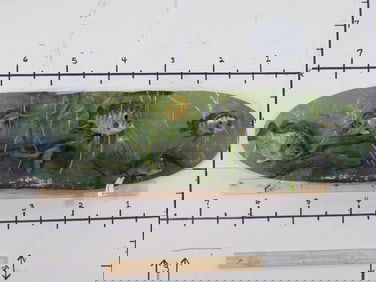 3 Bluegill & 2 Redear Sunfish on Very Nice Water Scene Plaque w/Lilypads&crawfish TAXIDERMY