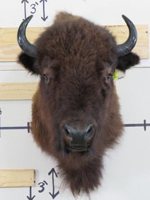 Buffalo/Bison Sh Mt TAXIDERMY