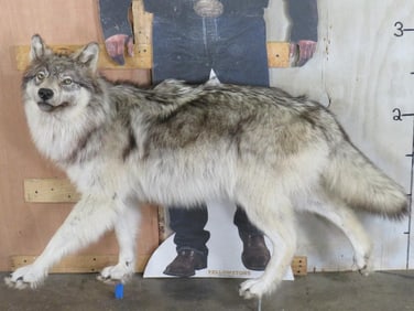 Beautiful Lifesize Wolf on Bolts *No Base* TAXIDERMY