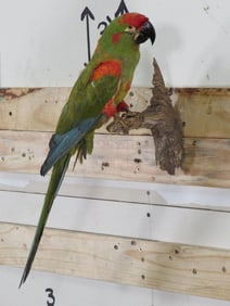 Lifesize Hybrid Macaw on Branch TAXIDERMY