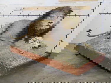 Lifesize Vintage African Lion w/Reproduction Mane on Base *TX RES ONLY* TAXIDERMY