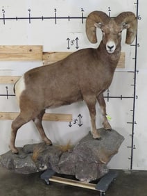 Lifesize Desert Sheep on Base TAXIDERMY