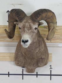 Nice Big Horn Sheep Sh Mt TAXIDERMY