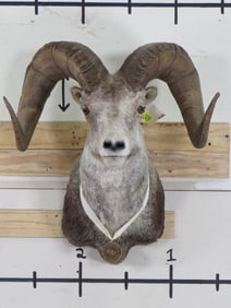 XL Stone Sheep Sh Mt Dallas Sari Club Metalist TAXIDERMY