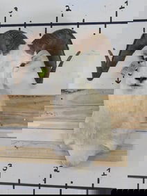 Very Nice Dall Sheep Sh Mt TAXIDERMY