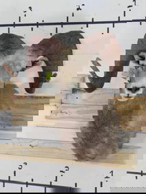 Very Nice XL Desert Sheep Sh Mt TAXIDERMY