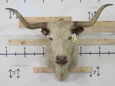 Natural Longhorn Sh Mt 55.5"Spread TAXIDERMY