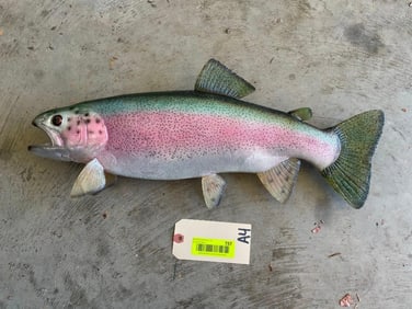 Beautiful Repro, Rainbow Trout fish,, New in Box, about 21 inches long excellent fish taxidermy beau