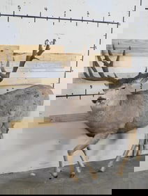 Lifesize Mule Deer w/Huge 13pt Rack *No base TAXIDERMY