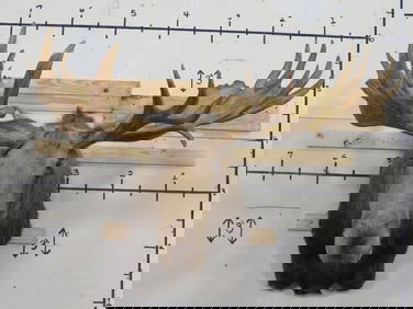 Huge Moose Sh Mt w/Huge Reproduction Rack 66.5" Spread TAXIDERMY