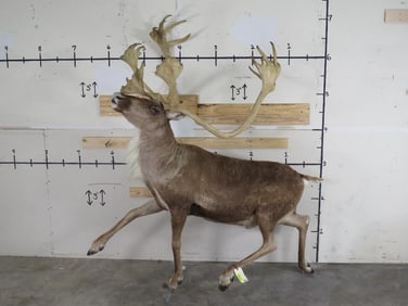 Nice Lifesize Caribou w/Removable Repro Rack *No base TAXIDERMY