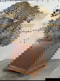 Very Nice Lifesize Leopard Pedestal Mount *TX RES ONLY* TAXIDERMY