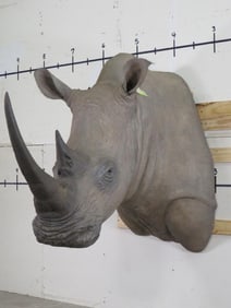 Cool Reproduction Rhino Sh Mt TAXIDERMY