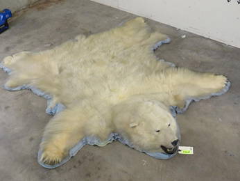 Really Nice Felted Polar Bear Rug w/Mounted Head *US RES ONLY* TAXIDERMY