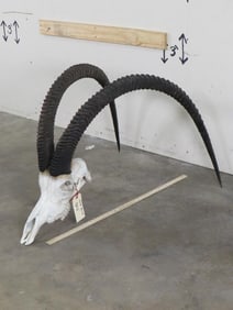 World Record Sable Skull!!!! TAXIDERMY