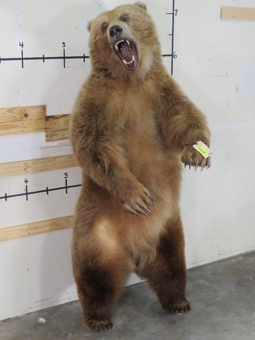 XL Standing Brown Bear, Big Claws & Great Face *No base TAXIDERMY (1 of 14)