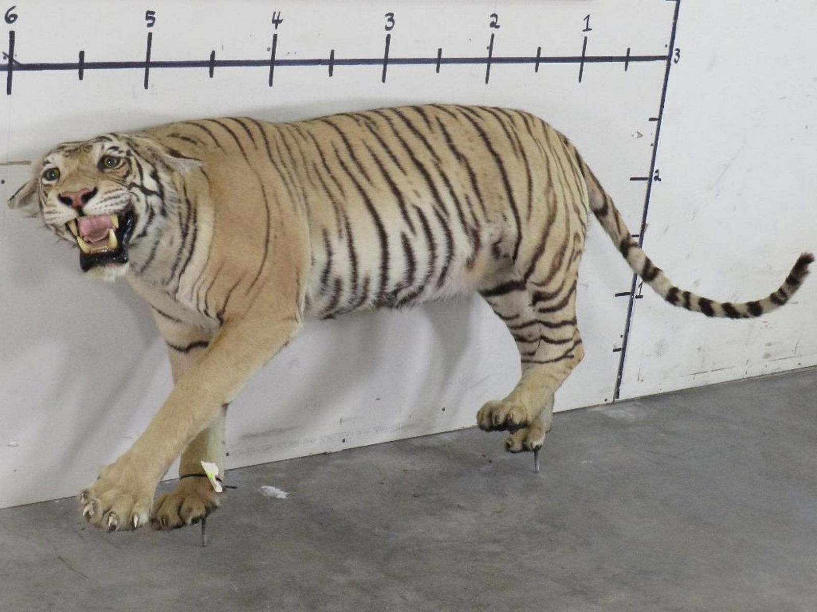 Super Cool Lifesize Tiger *No base *TX RES ONLY* TAXIDERMY (1 of 20)