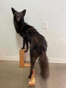 RARE, & Beautiful BLACK COYOTE, Real, not dyed, NEW taxidermy, on a temporary base, 41 inches tall,