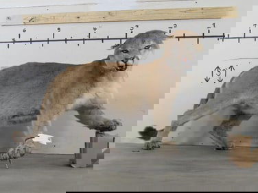 HUGE XXL Lifesize Mountain Lion, Very Nice Mount TAXIDERMY