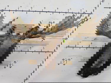 Huge Moose Sh Mt w/Huge Reproduction Rack 67" Spread TAXIDERMY