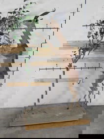 Super Cool Lifesize Gerenuk on Base w/wheels TAXIDERMY