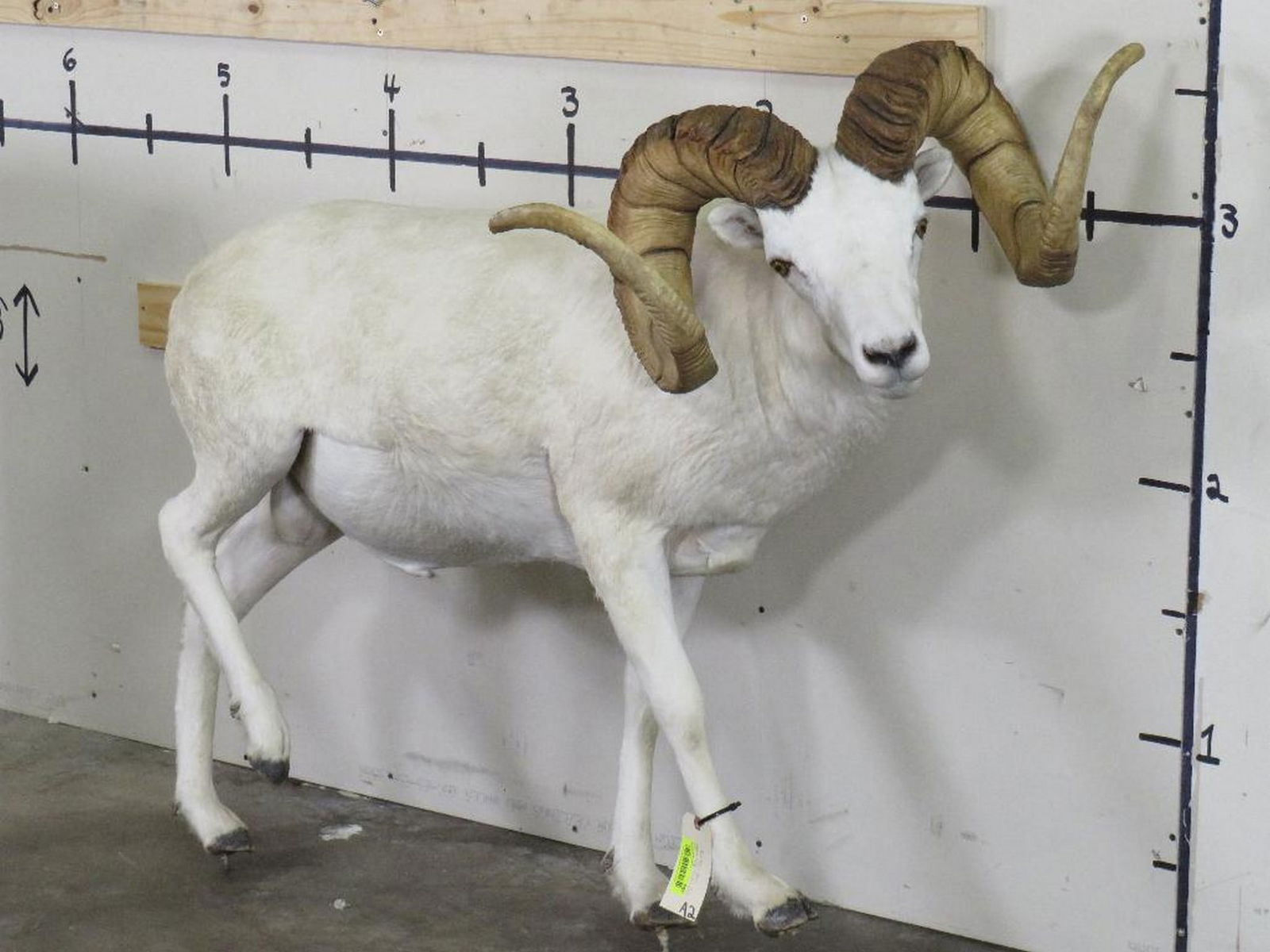 Really Nice Lifesize Dall Sheep w/XL Repro Horns TAXIDERMY (1 of 11)