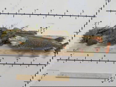 Nice XL Muskie/Musky Chasing Redear Sunfish on Realistic Scene w/Natural Wood TAXIDERMY