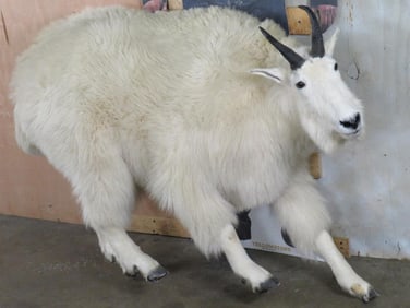 Nice Lifesize Mountain Goat *No Base* *Reproduction Horns* TAXIDERMY