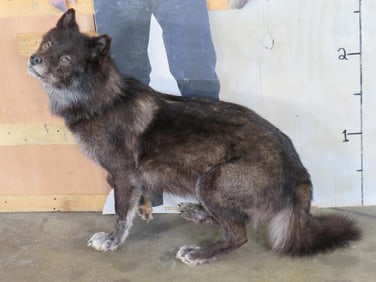Beautiful Lifesize Sitting Wolf *No Base* TAXIDERMY