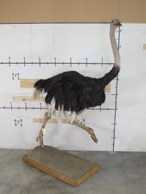 Lifesize Ostrich on Base w/wheels TAXIDERMY