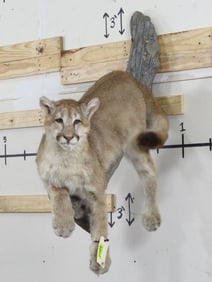 Lifesize Mountain Lion on Limb TAXIDERMY