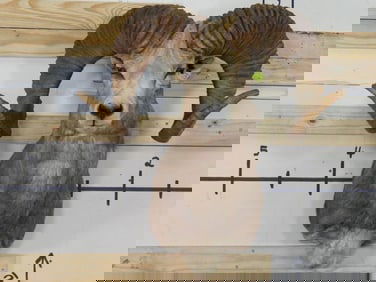 HUGE Argali Sheep Sh Mt TAXIDERMY