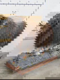 Lifesize Musk Ox on Base w/Wheels TAXIDERMY