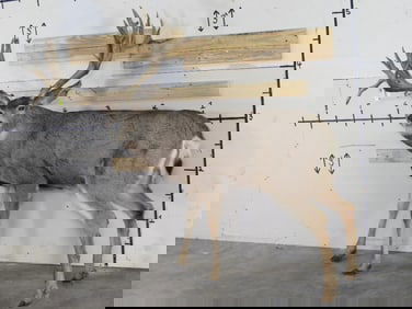 Lifesize Mule w/XXL Repro Rack 26Pts *No base TAXIDERMY