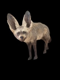 RARE, Bat Eared Fox, on base for wall hanging, great taxidermy, Don't see these - rarely 26 inches l
