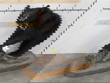 Very Nice Lifesize Black Bear on Base TAXIDERMY