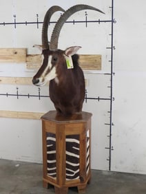 Beautiful Sable Pedestal Mount w/Zebra Hide Panels TAXIDERMY