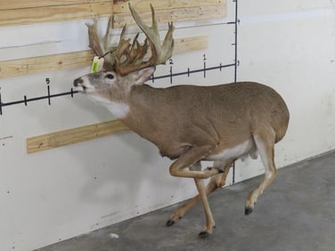 Lifesize Non Typical Whitetail w/30Pts *No base TAXIDERMY