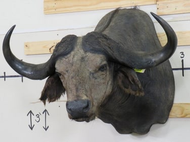 Cape Buffalo Sh Mt w/39 3/4" Spread TAXIDERMY
