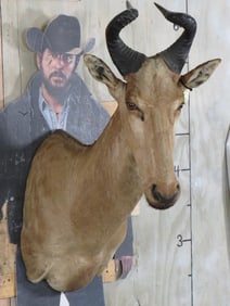 Lichtenstein Hartebeest Sh Mt TAXIDERMY