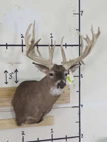 XL Whitetail Sh Mt w/24 Pts & a 24 3/4" Spread TAXIDERMY