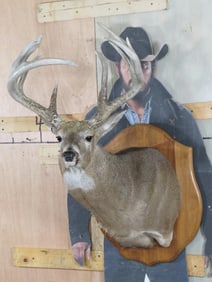 Nice Heavy 11 Pt Whitetail Sh Mt on Plaque TAXIDERMY