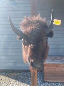 BIG, North American Bison, or Buffalo, sho. mount , 44 inches tall X 35 inches out ,21 inch horn spr
