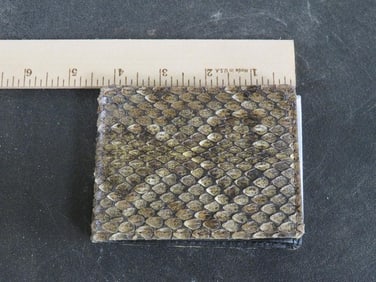 Brand New Western Diamondback Rattlesnake Skin Wallet TAXIDERMY