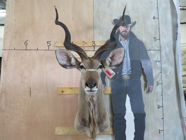 Kudu Sh Mt w/Removable Horns TAXIDERMY