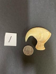 Extra large lion dew claw. 3 1/4 inches around the curve *TX RES ONLY*